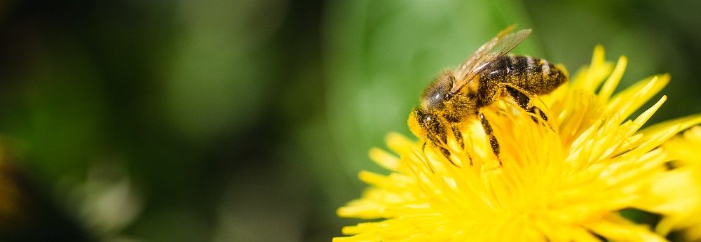 Biene auf Blume